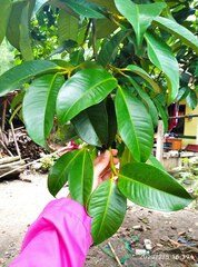 Garcinia mangostana