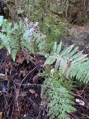Polystichum dudleyi