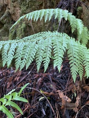 Polystichum dudleyi