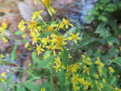 Solidago virgaurea asiatica