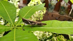 Stenocatantops cornelii