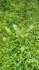 Curcuma zanthorrhiza