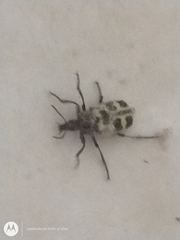 Astylus atromaculatus