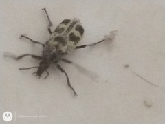 Astylus atromaculatus