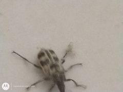 Astylus atromaculatus