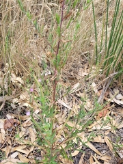 Epilobium billardiereanum