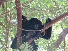 Alouatta caraya