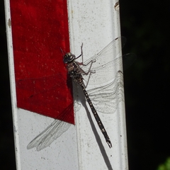 Austroaeschna parvistigma