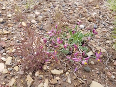 Rhinotropis subspinosa