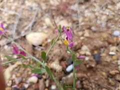 Rhinotropis subspinosa