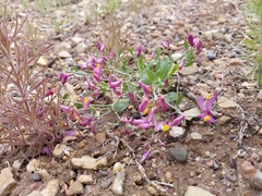Rhinotropis subspinosa