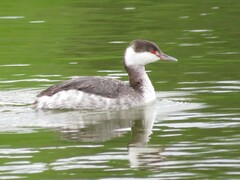 Podiceps auritus cornutus