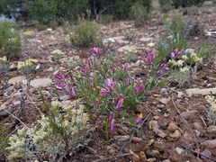 Rhinotropis subspinosa
