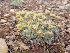 Physaria arizonica