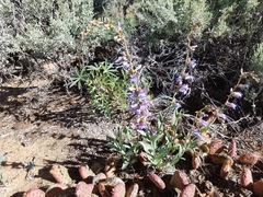 Penstemon
