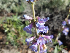 Penstemon