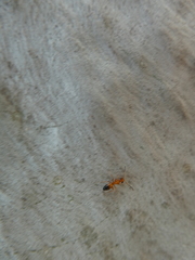 Opisthopsis