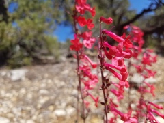 Penstemon utahensis