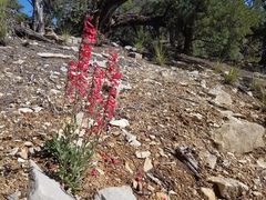 Penstemon utahensis