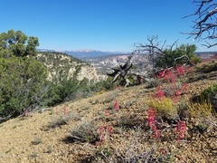 Penstemon utahensis