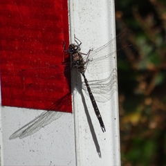 Austroaeschna parvistigma