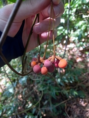 Sciadotenia cayennensis