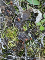 Peltigera membranacea