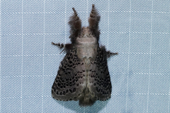 Euglyphis zurcheri