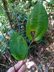 Sciadotenia cayennensis