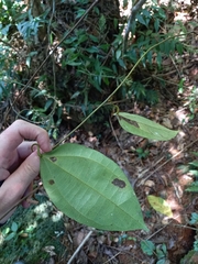 Sciadotenia cayennensis