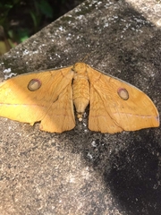 Antheraea helferi