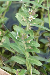 Lobelia concolor