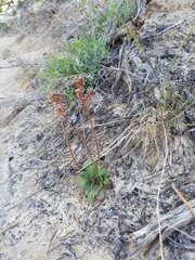 Micranthes rhomboidea