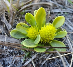 Polygala nana