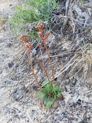 Micranthes rhomboidea