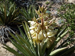 Yucca baccata