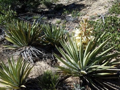 Yucca baccata