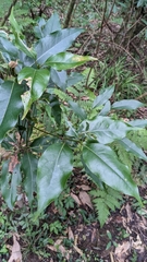 Beilschmiedia erythrophloia