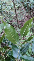 Beilschmiedia erythrophloia