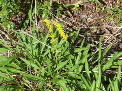 Solidago mexicana