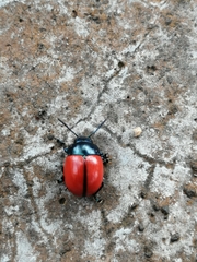 Labidomera suturella