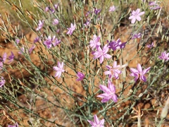 Stephanomeria exigua