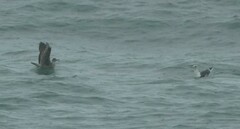 Larus fuscus graellsii