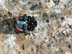 Labidomera suturella