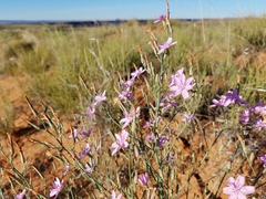 Stephanomeria exigua