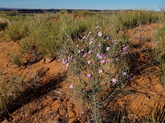 Stephanomeria exigua