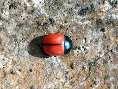 Labidomera suturella