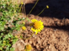 Encelia resinifera