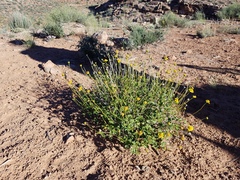 Encelia resinifera