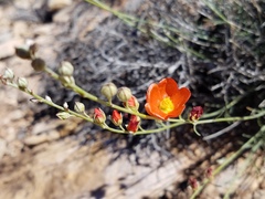 Sphaeralcea leptophylla